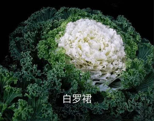 羽衣甘蓝开花图,好看的羽衣甘蓝