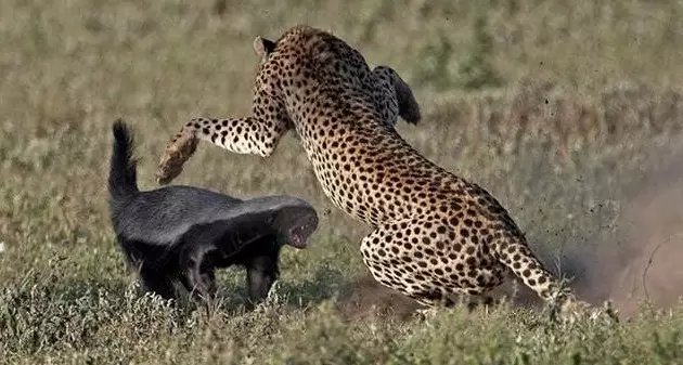 蜜獾被各种天敌捕杀，却没有一种天敌能影响蜜獾的数量，原因在哪