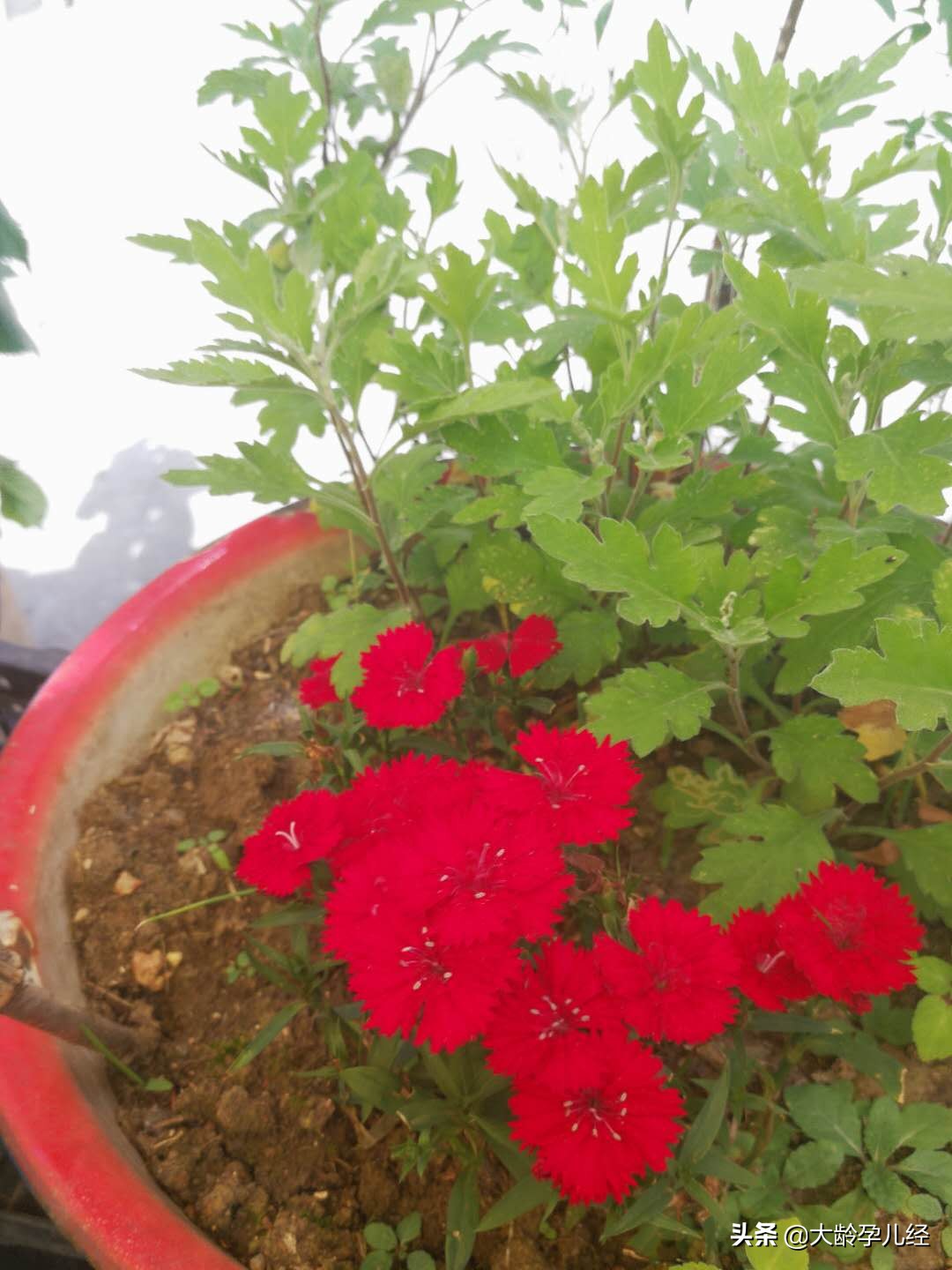 乳房护理的正确步骤,产后乳房护理实操