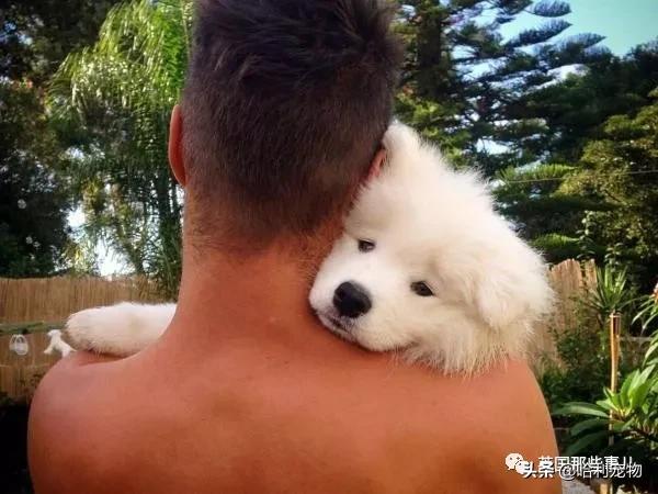 要狗看门？千万别选萨摩耶！这货除了笑不会干别的了