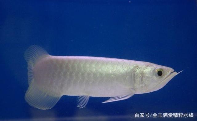 鱼缸最值得养的龙鱼,小毳