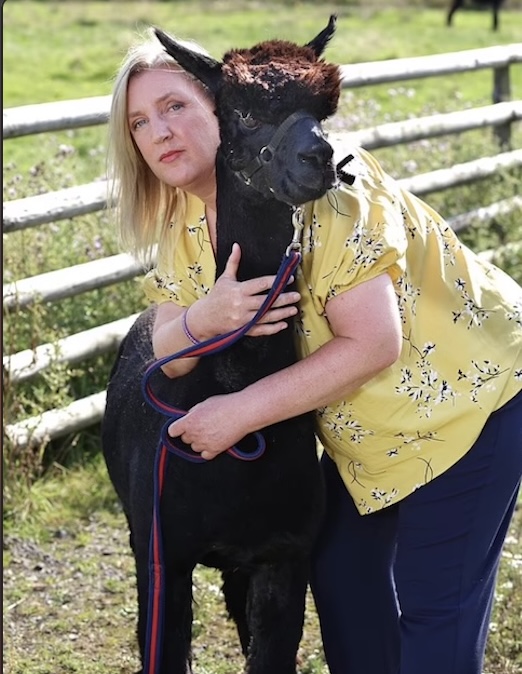 英国羊驼被处死了,英国羊驼为什么会被杀