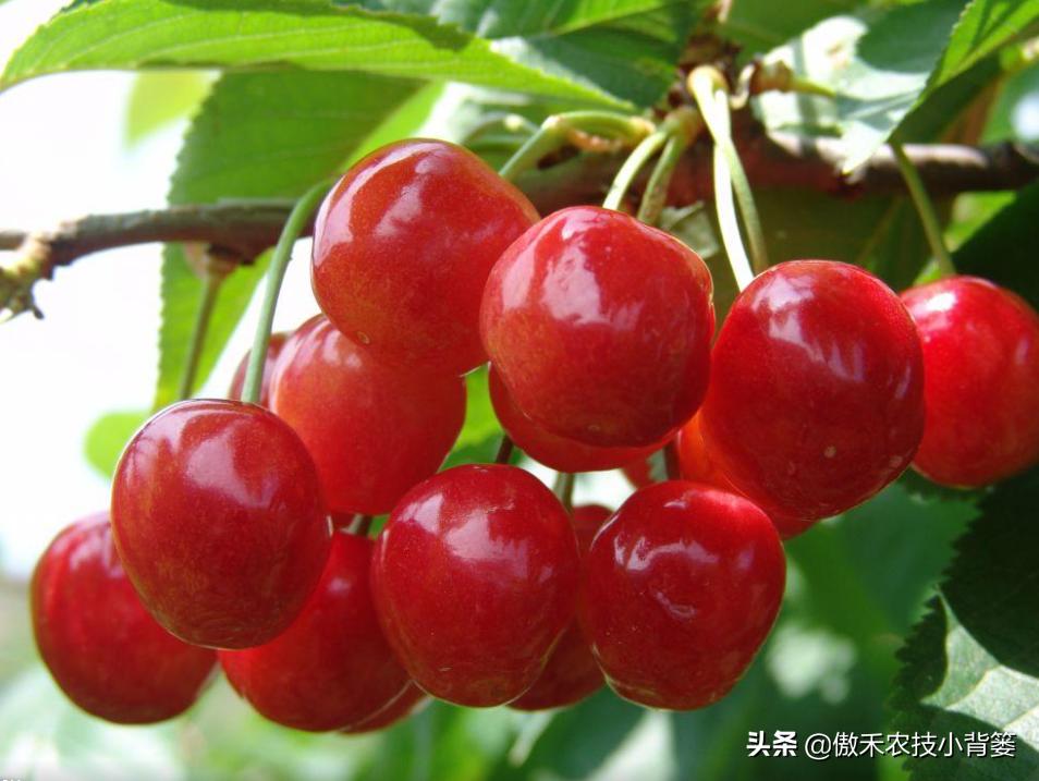 温室大棚大樱桃的高产栽培技术,一根棍大樱桃密植高产树形管理