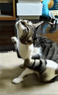 猫耳螨导致耳朵溃烂,猫咪耳螨引起耳血肿怎么办