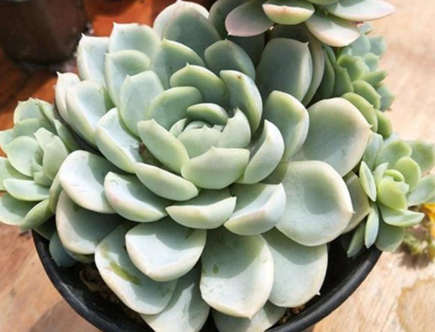 多肉叶子晒软皱了怎么办,多肉叶子皱了怎么恢复