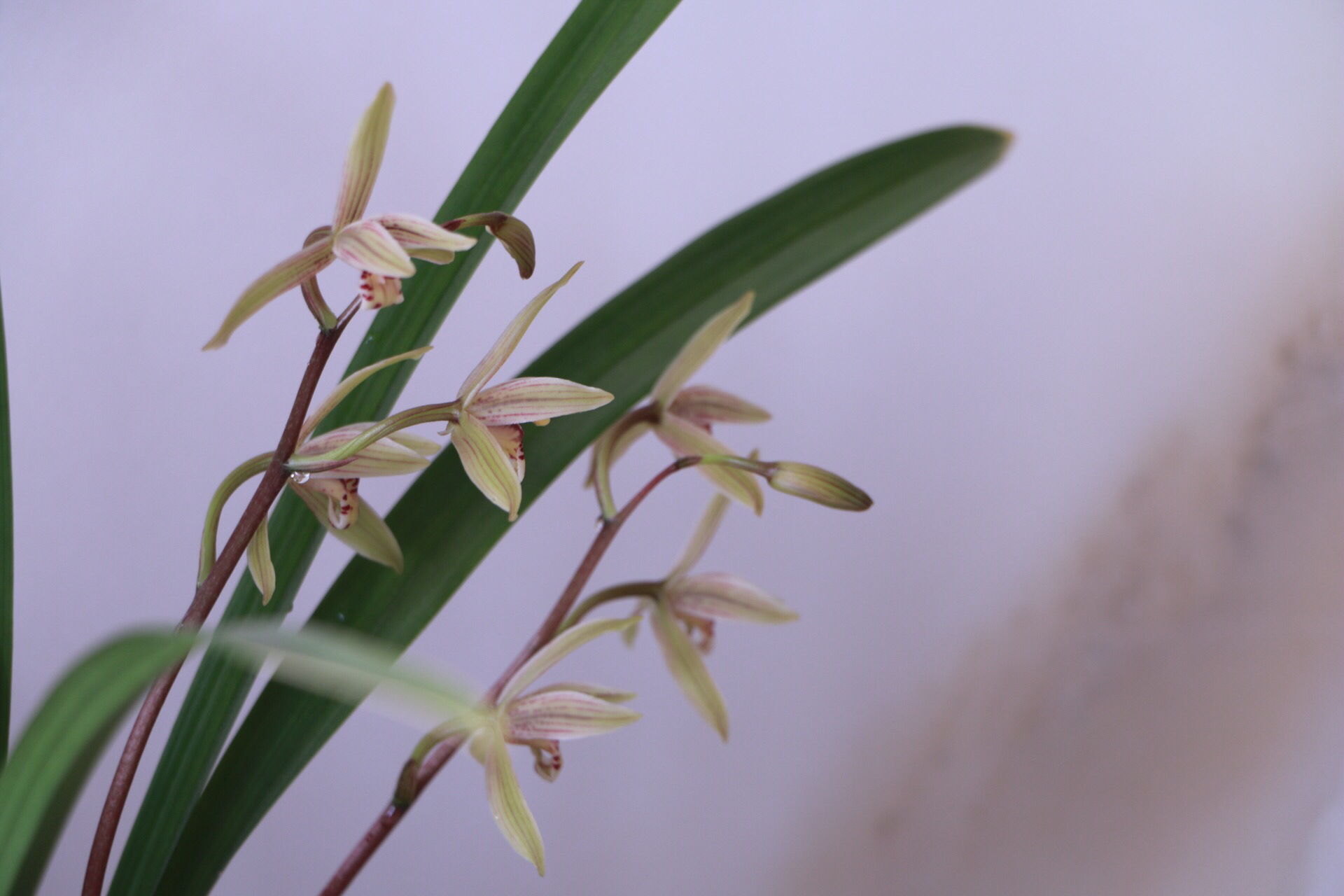 建兰小桃红花苞多长时间能打开,建兰小桃红带花苞能养活吗