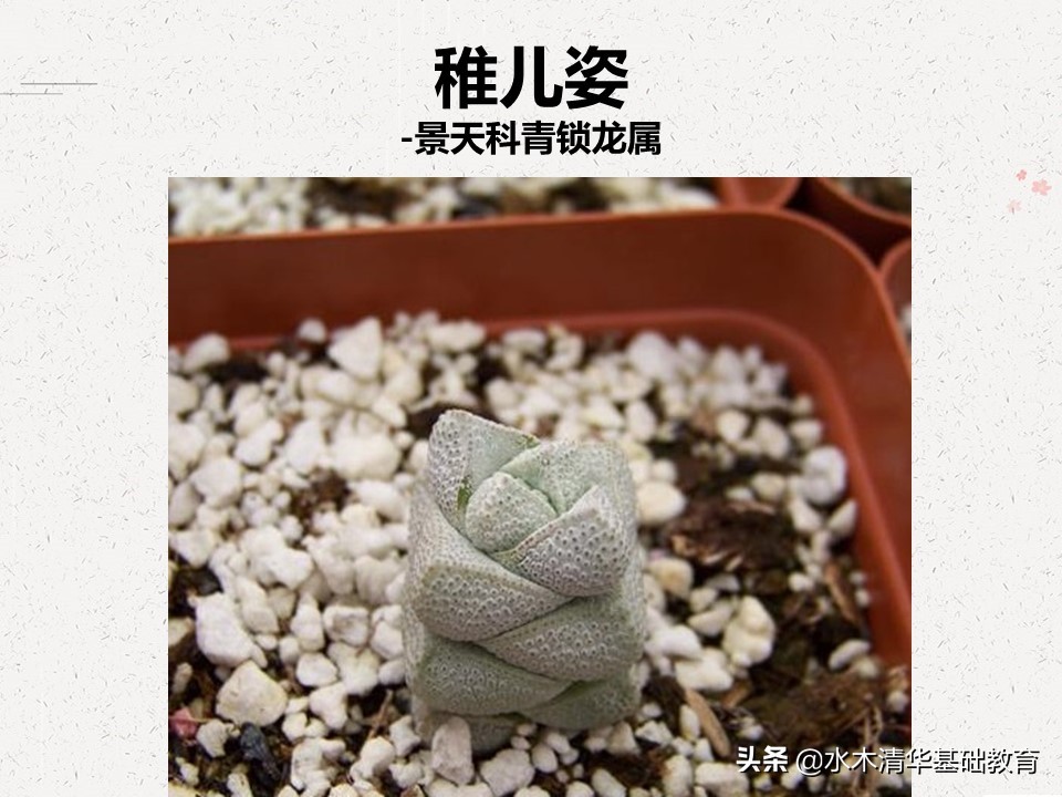 梦幻女王多肉植物百科图谱,原产地多肉植物图谱pdf