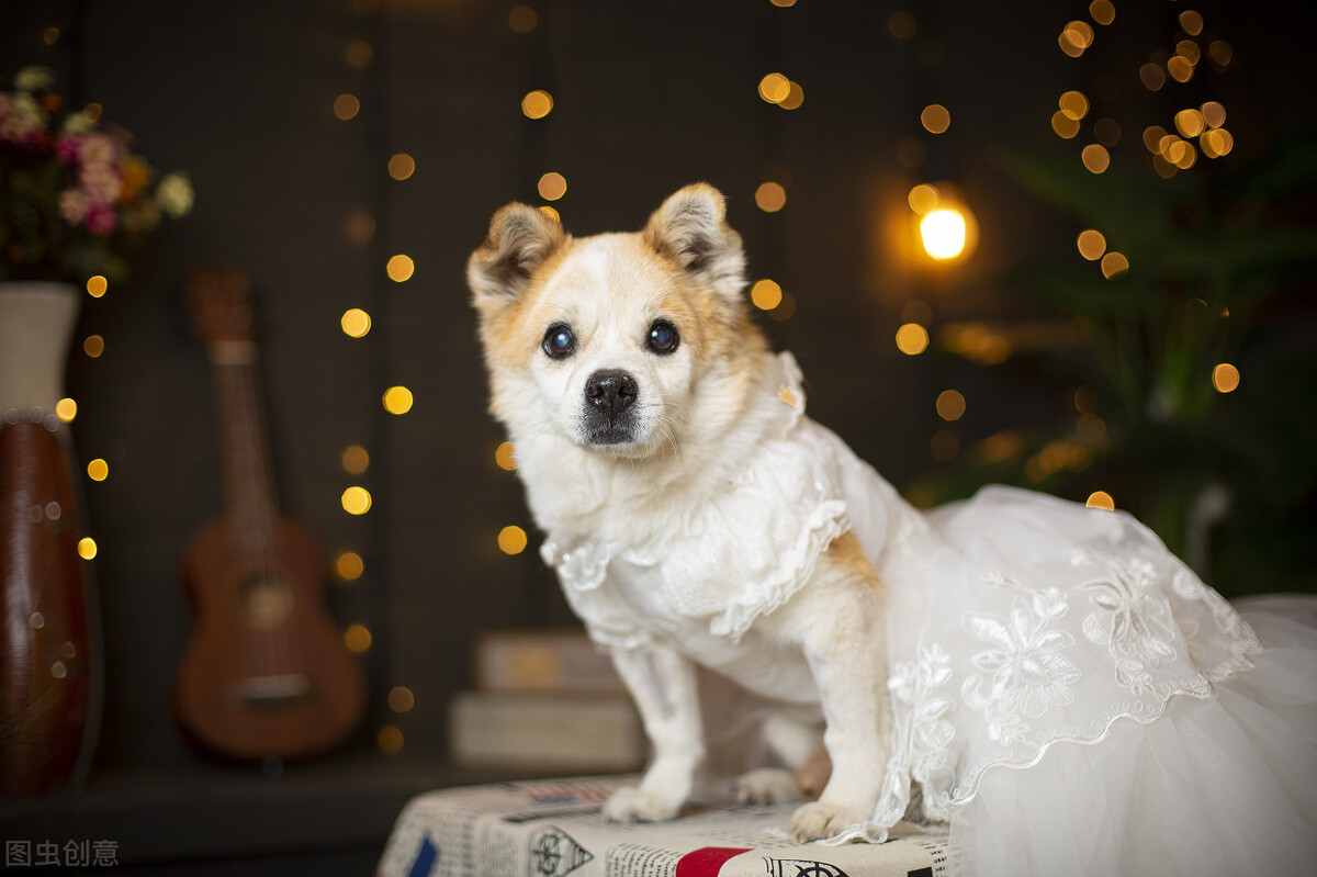 中华田园犬才是本地犬，具有宠物犬不具备的优点，凭啥叫我土狗？