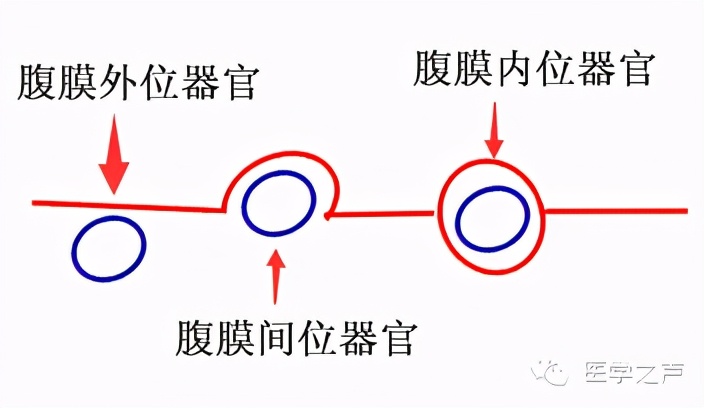 速记！腹膜“内位、间位、外位”器官