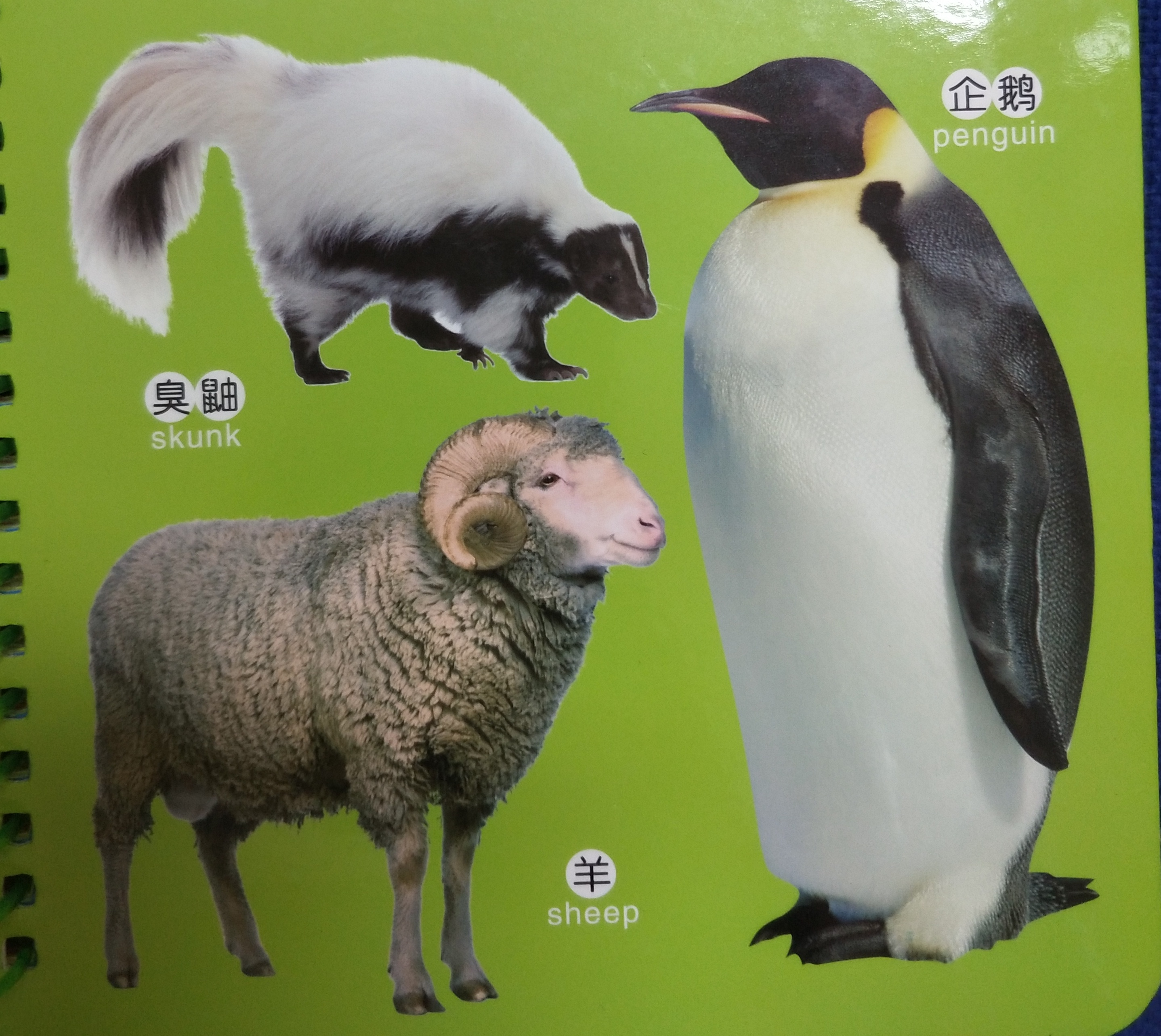 关于动物的绘本双语版,最会逃生的动物绘本