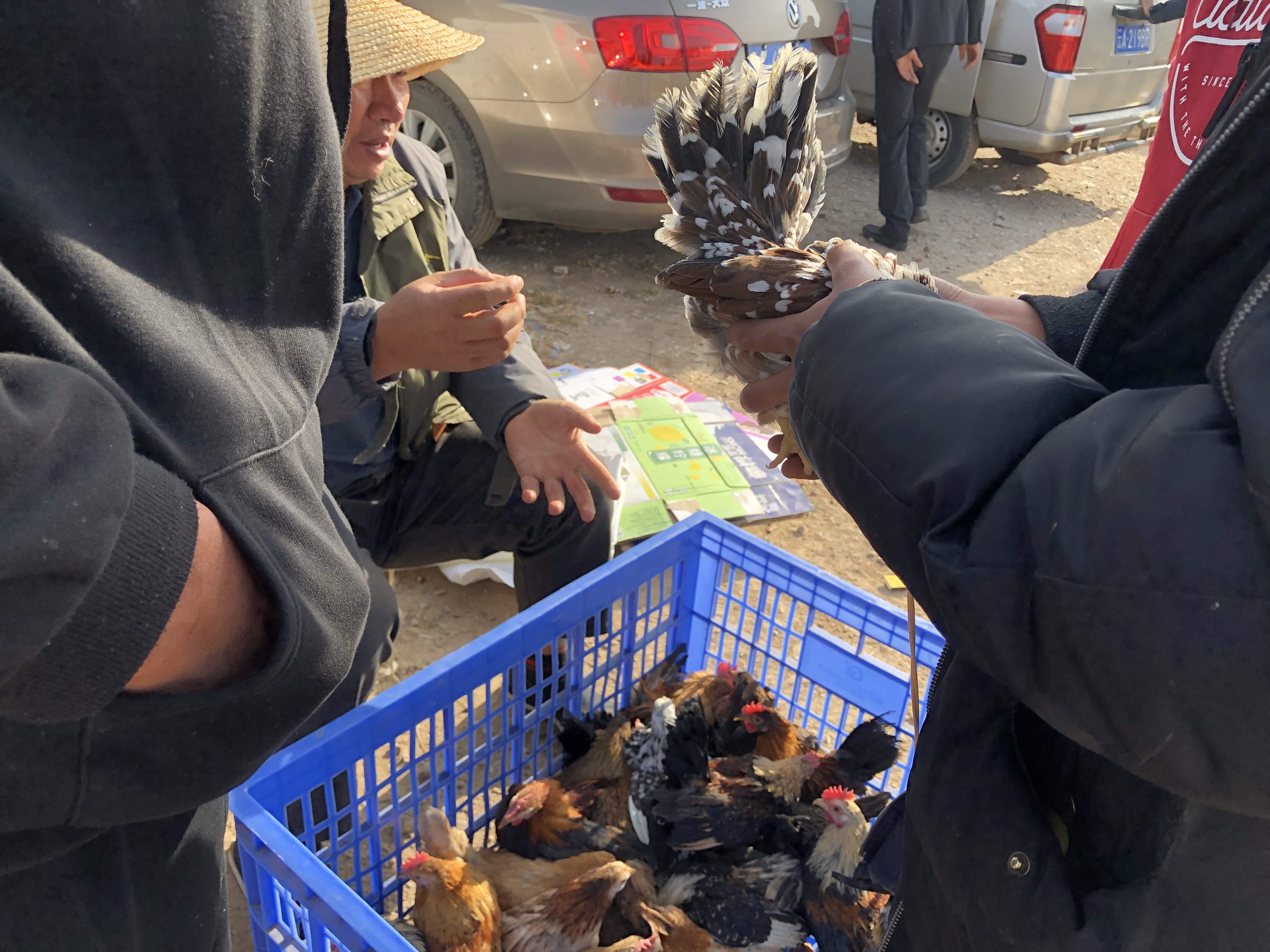 宠物市场的宠物鸡能买吗,狗市观赏鸡多少钱一只