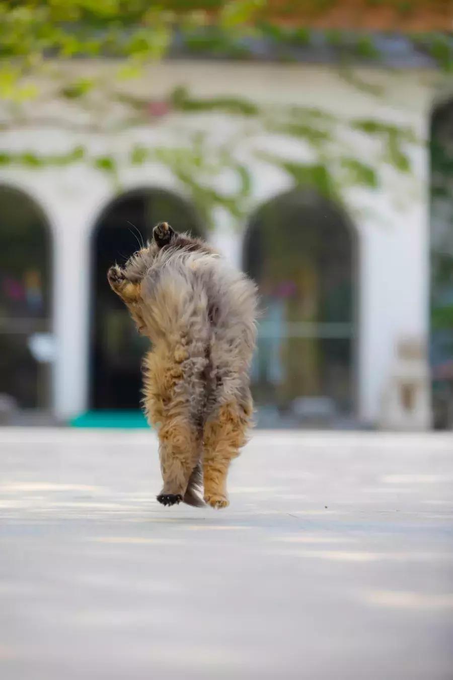 庄太极：hello，飞起的小拖把，有一种美，动静皆宜