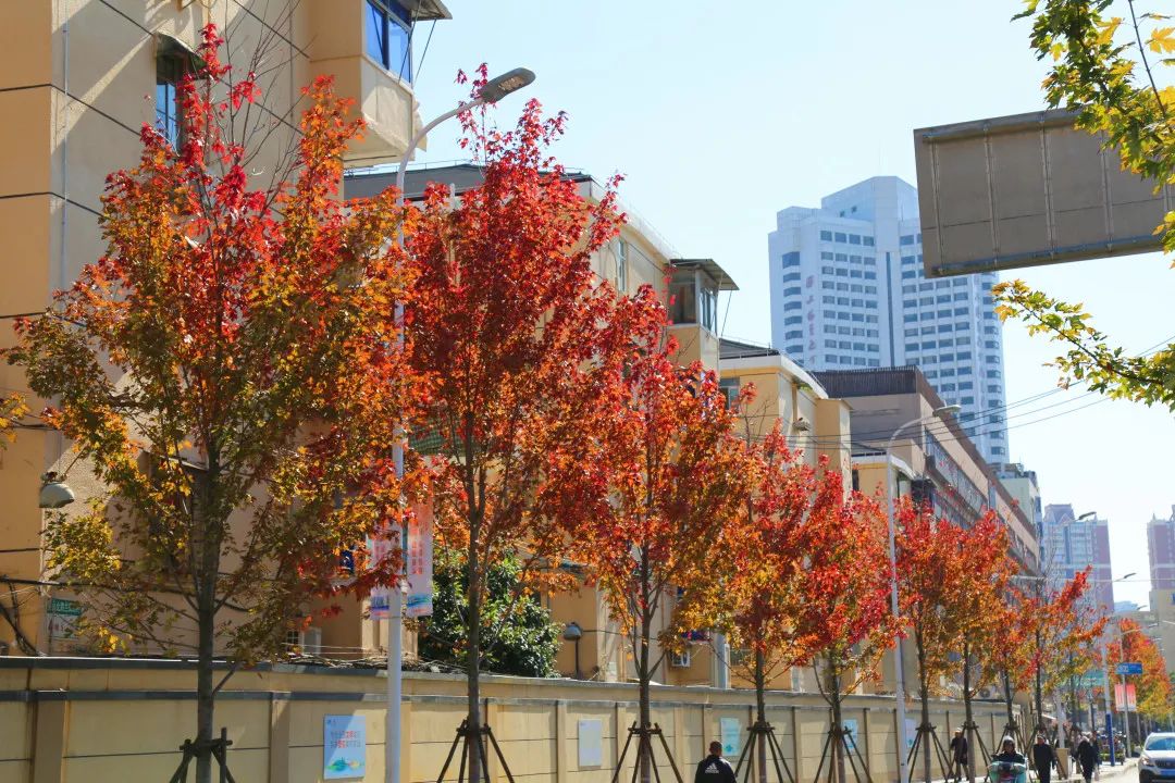 上海最美秋景,上海哪些公园可以拍秋景