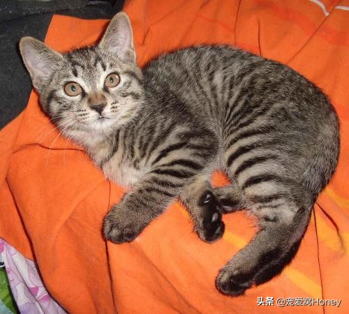 为什么中国的土猫在国外很昂贵,这3种土猫一生都在被嫌弃