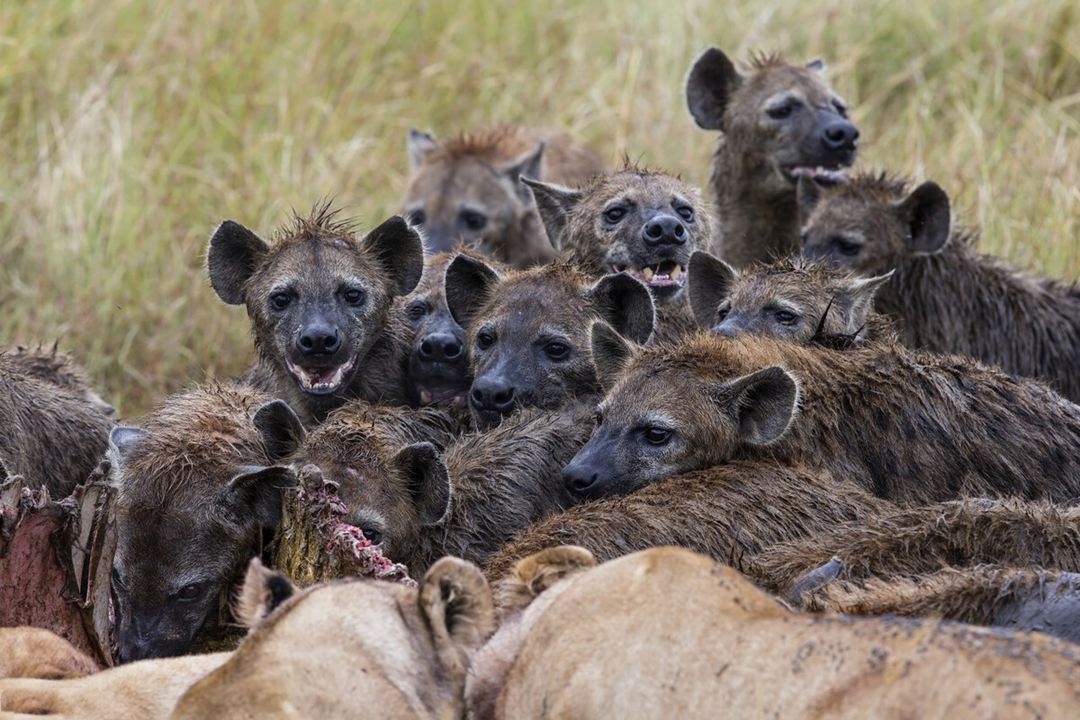 多少只斑鬣狗能战胜雄狮,一头雄狮一次可以咬死多少只鬣狗