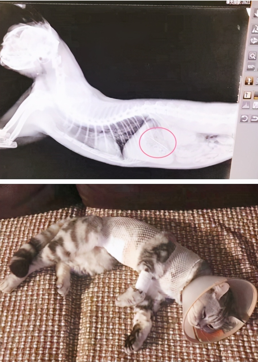 养猫咪的5大隐性危害宠物猫,养猫咪的5大隐形危害宠物猫