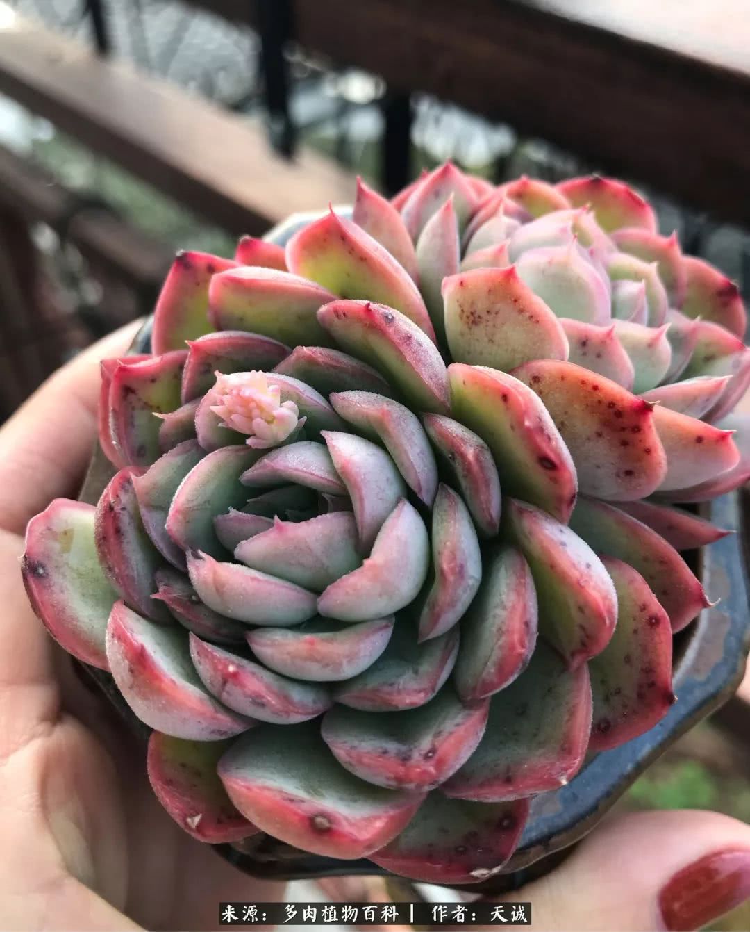 多肉从小养到大的过程,真爱的力量教程