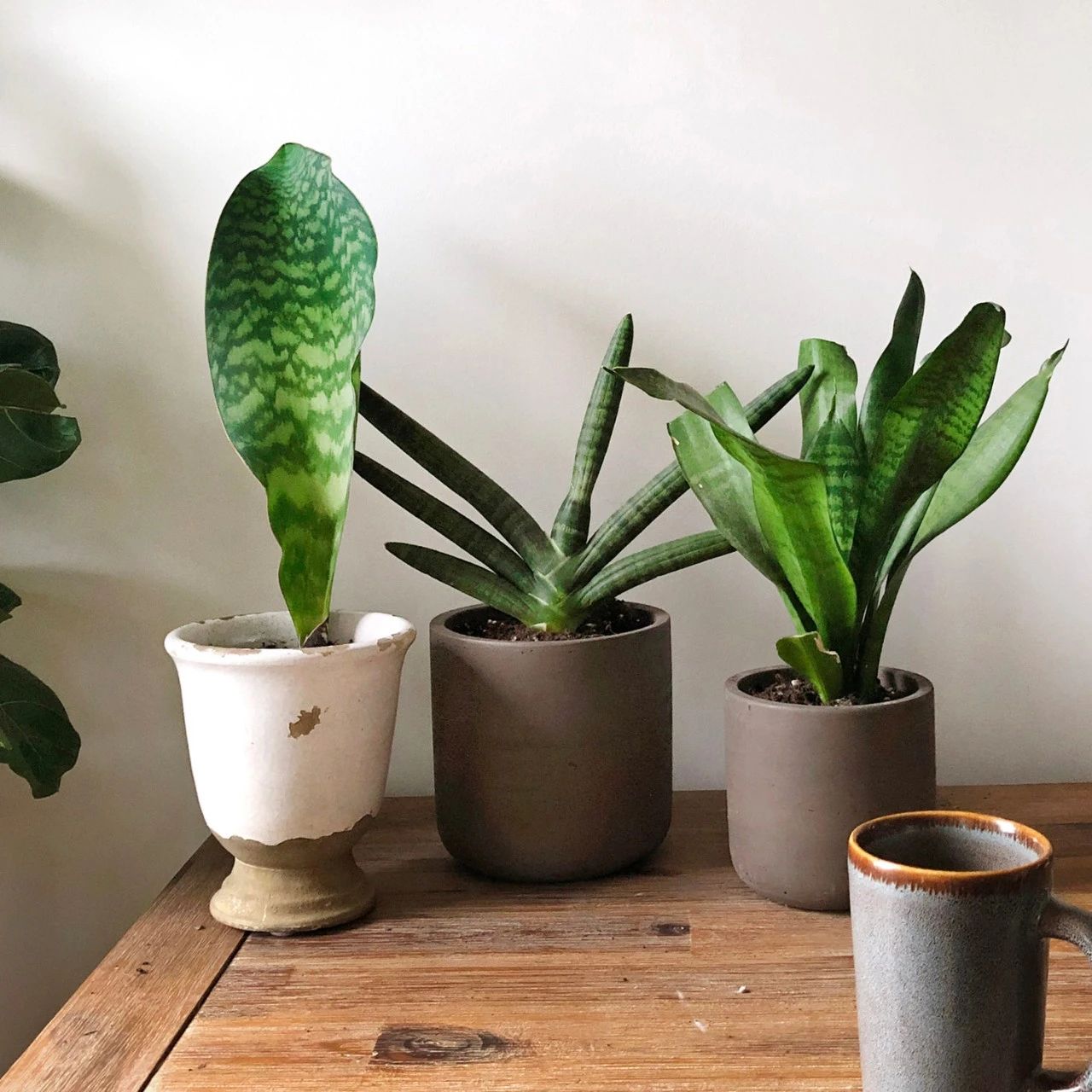 塑料盆和陶瓷盆哪个种花好,塑料盆和紫砂盆哪个养兰花好