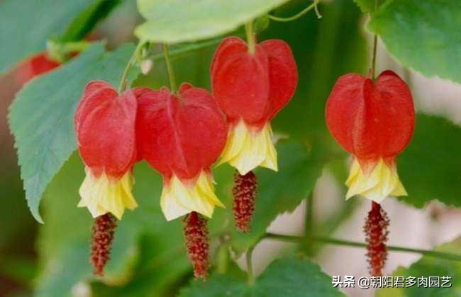 蔓性风铃花开花颜色变淡,蔓性风铃花几年开花