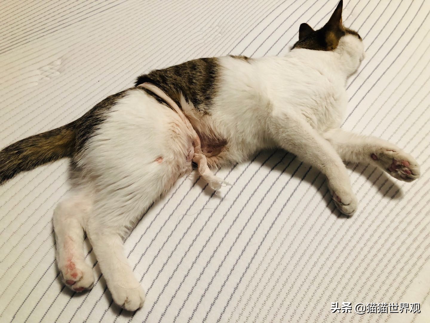 猫咪绝育手术后该如何护理才正确,猫咪绝育手术全过程母猫