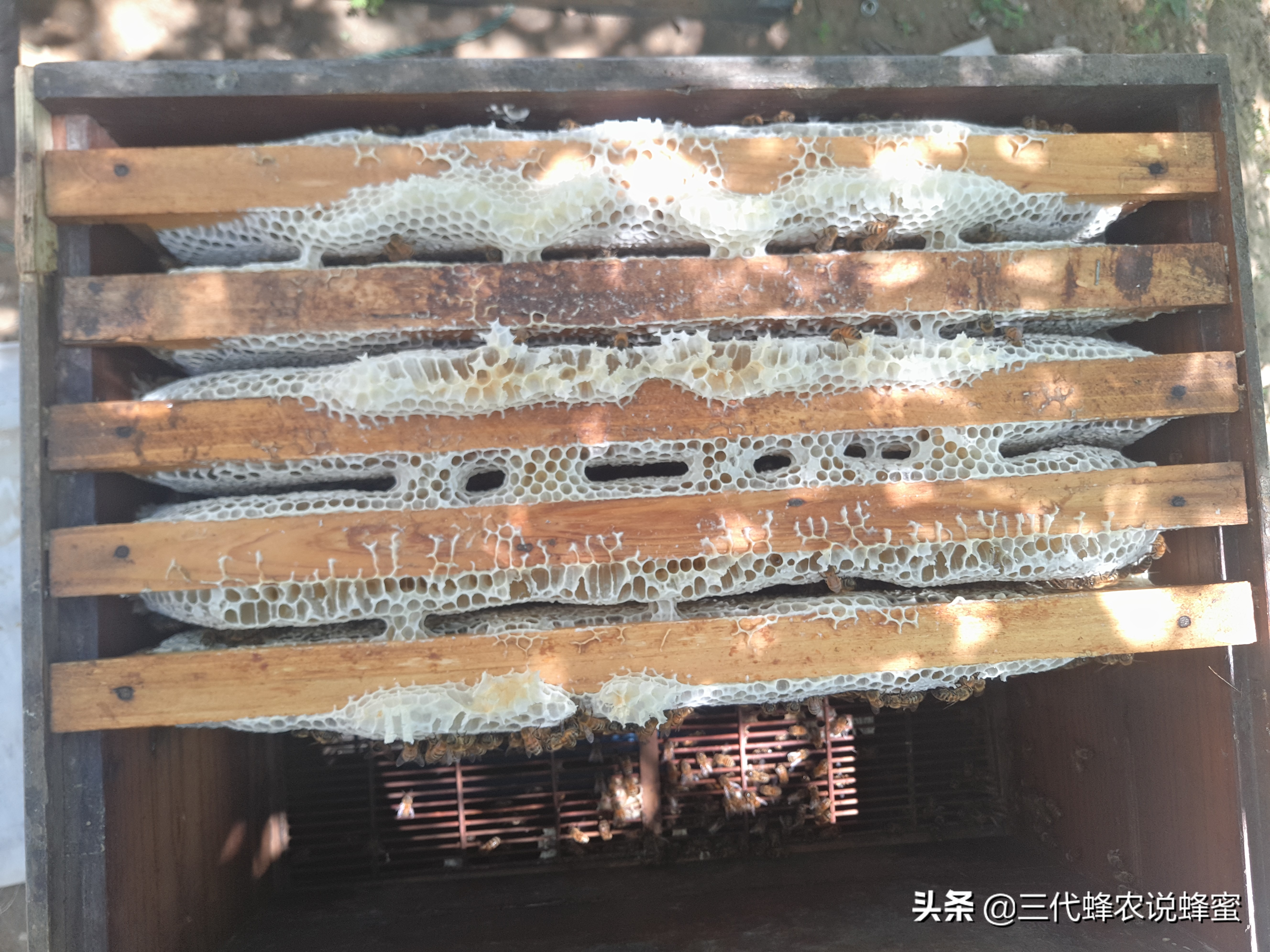 养蜂要懂的技术技巧有哪些,养蜂达到高产诱蜂最快方法