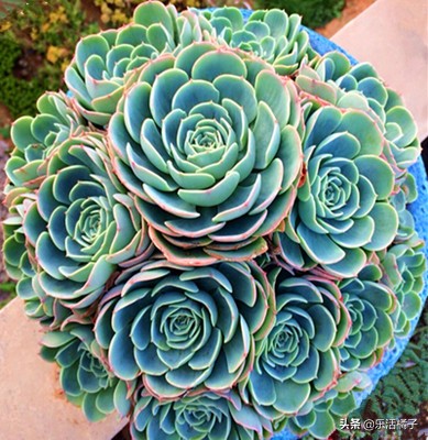 玉蝶花卉怎么养护,玉蝶锦多肉夏季养护