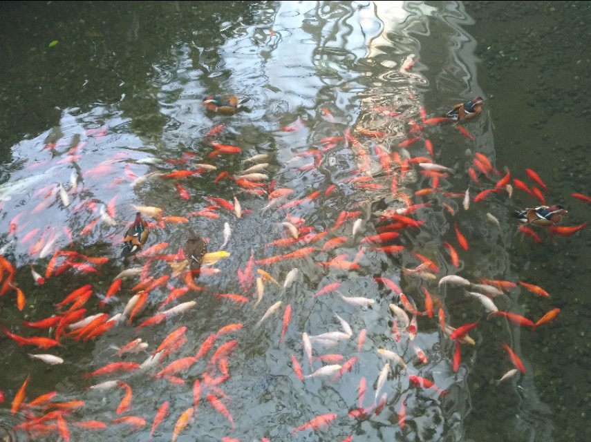 石家庄空中花园居住现状,石家庄空中花园的楼房为什么便宜