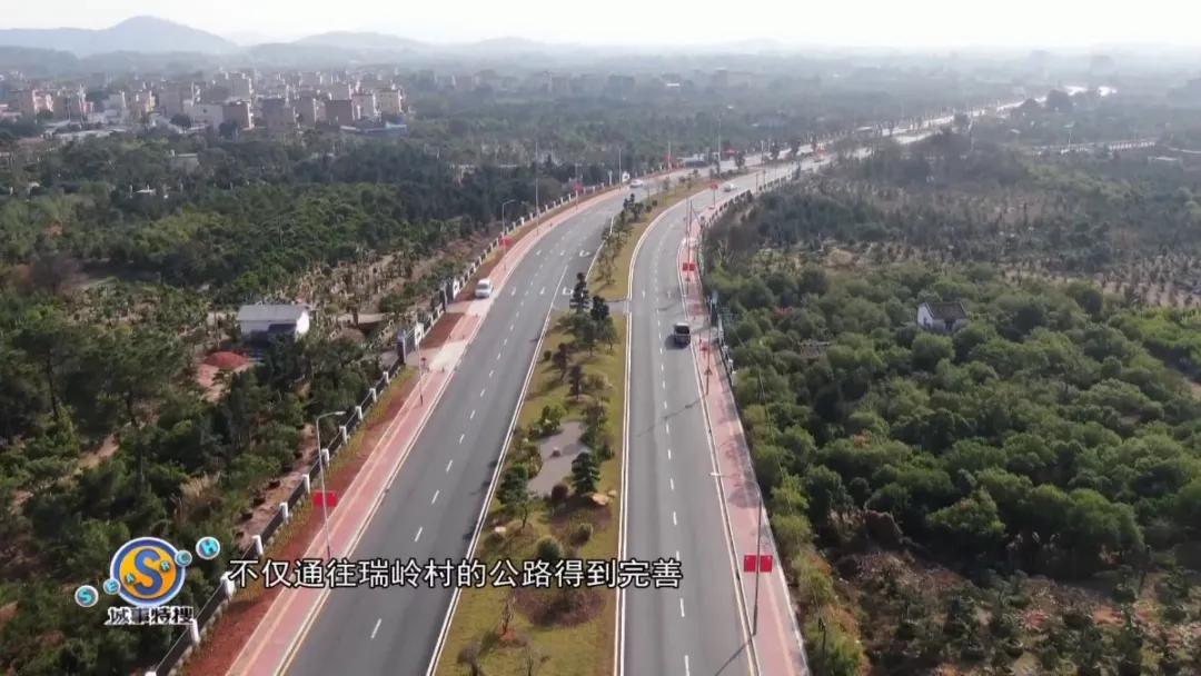 罗汉松树盆景精品欣赏,广州罗汉松盆景