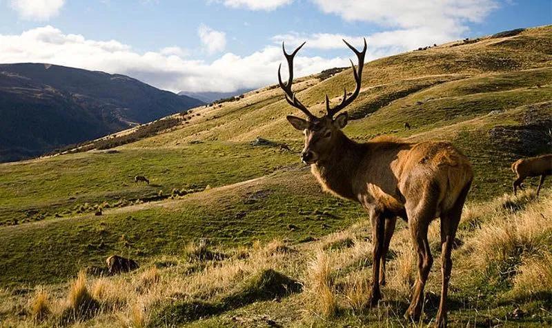 复古高端羊皮乐福鞋,高端轻奢休闲时尚新款英伦乐福鞋