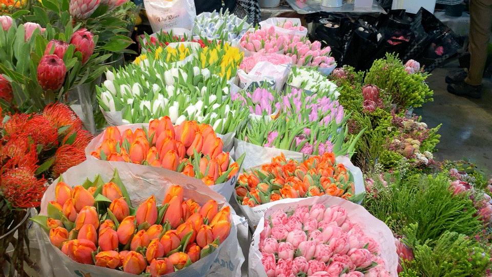 北京花市攻略大全,北京最美赏花景点