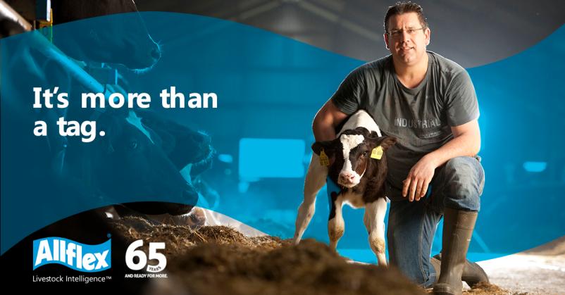 安乐福兽医精品课-奶牛围产期疾病护理与防治