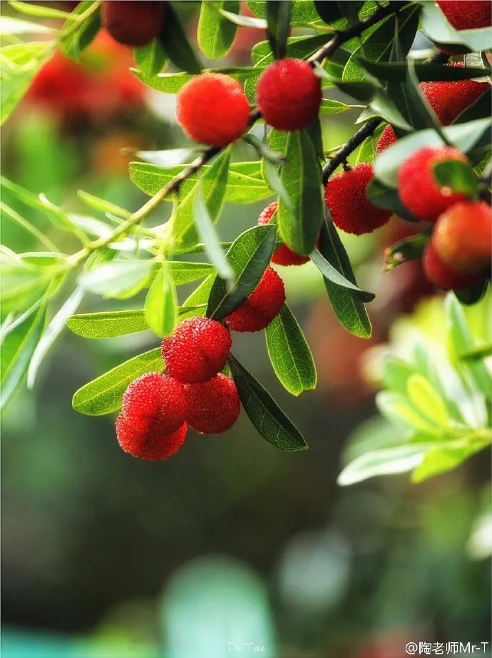 吃上一颗杨梅,正宗苏州杨梅