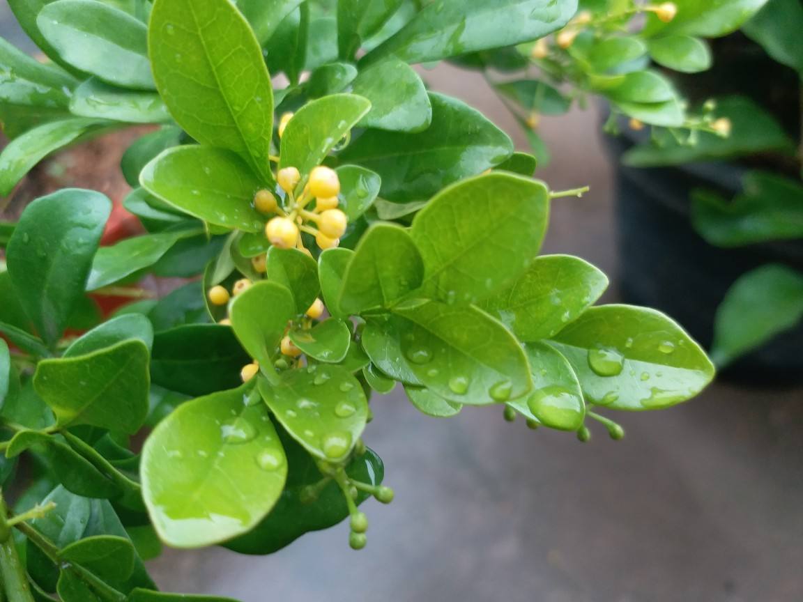 米兰花过冬如何修剪视频,米兰花怎样过冬