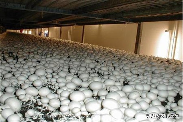 双孢菇栽培技术视频教程,双孢菇栽培技术视频教程全集