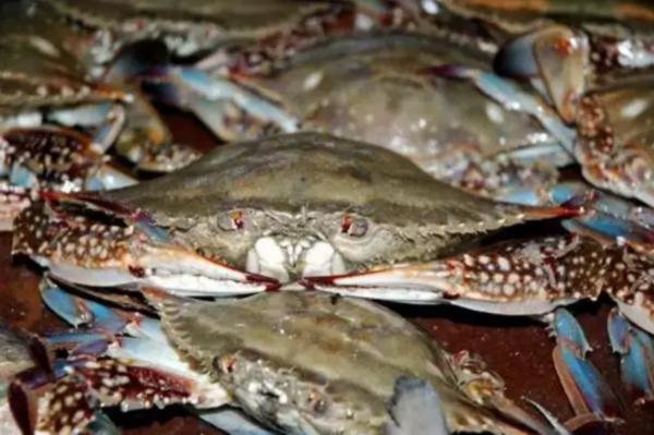 外地亲家来连云港送什么特产呢,外地人回连云港必买的特产