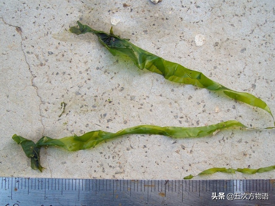 海里的食用藻类图片,青岛海边常见的生物