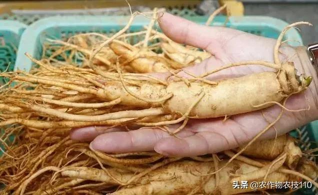 谁说农业不赚钱?!一亩收益60万,试过这3个新玩法的菜农赚嗨了