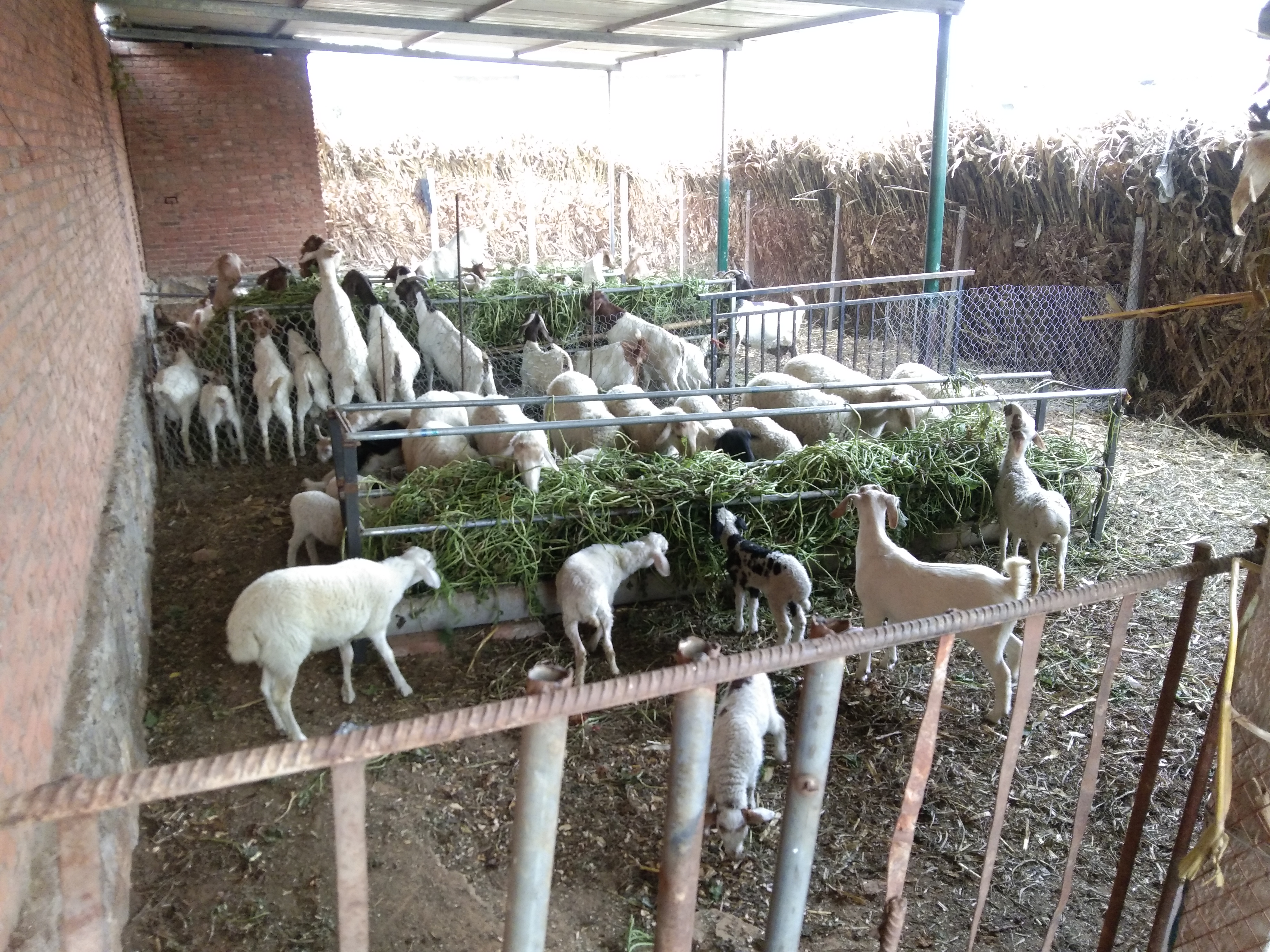 养羊常备哪些药,养羊准备的常用药