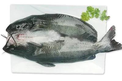 开片叉尾鮰鱼,叉尾鮰鱼科普