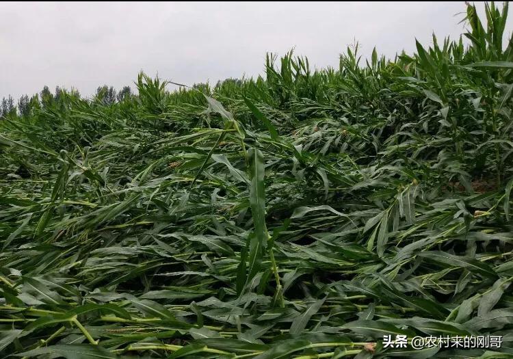 玉米被风刮倒了好几亩,玉米刚抽穗被风刮倒怎么办