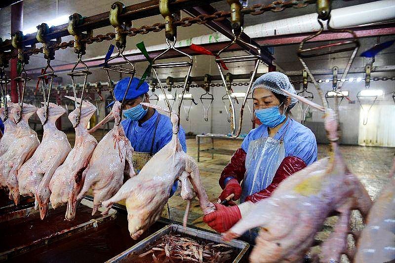 赊鸡苗套路,赊鸡苗助脱贫