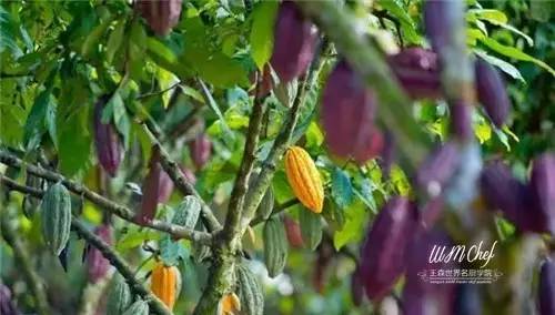 巧克力最全科普指南吃透,巧克力知识大全及答案