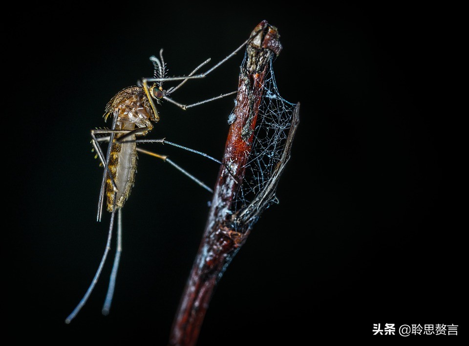 蚊子诗精选三十六首莫恨我心儿毒，只因你口儿馋