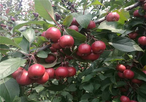 海棠果的栽培方法,海棠果熟了硕果累累