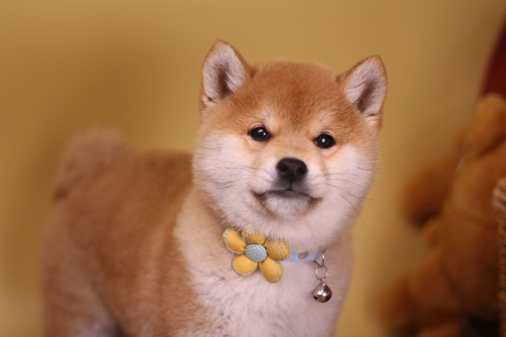 哪里可买到又便宜又正宗的柴犬,柴犬哪里买比较便宜