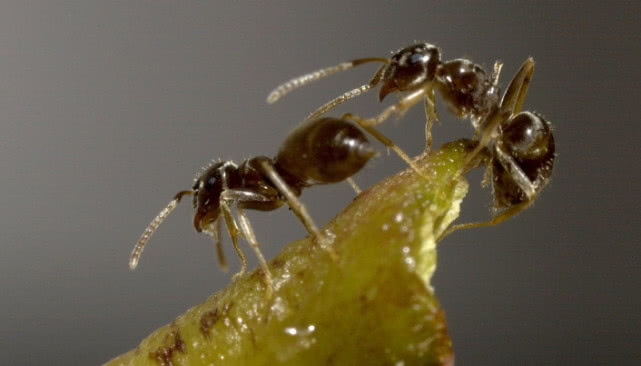 蚂蚁对人类的危害和疾病的治疗,当蚂蚁遇见入侵的虫子