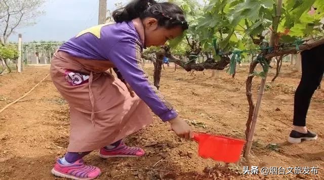 张裕卡斯特酒庄研学,探秘研学活动
