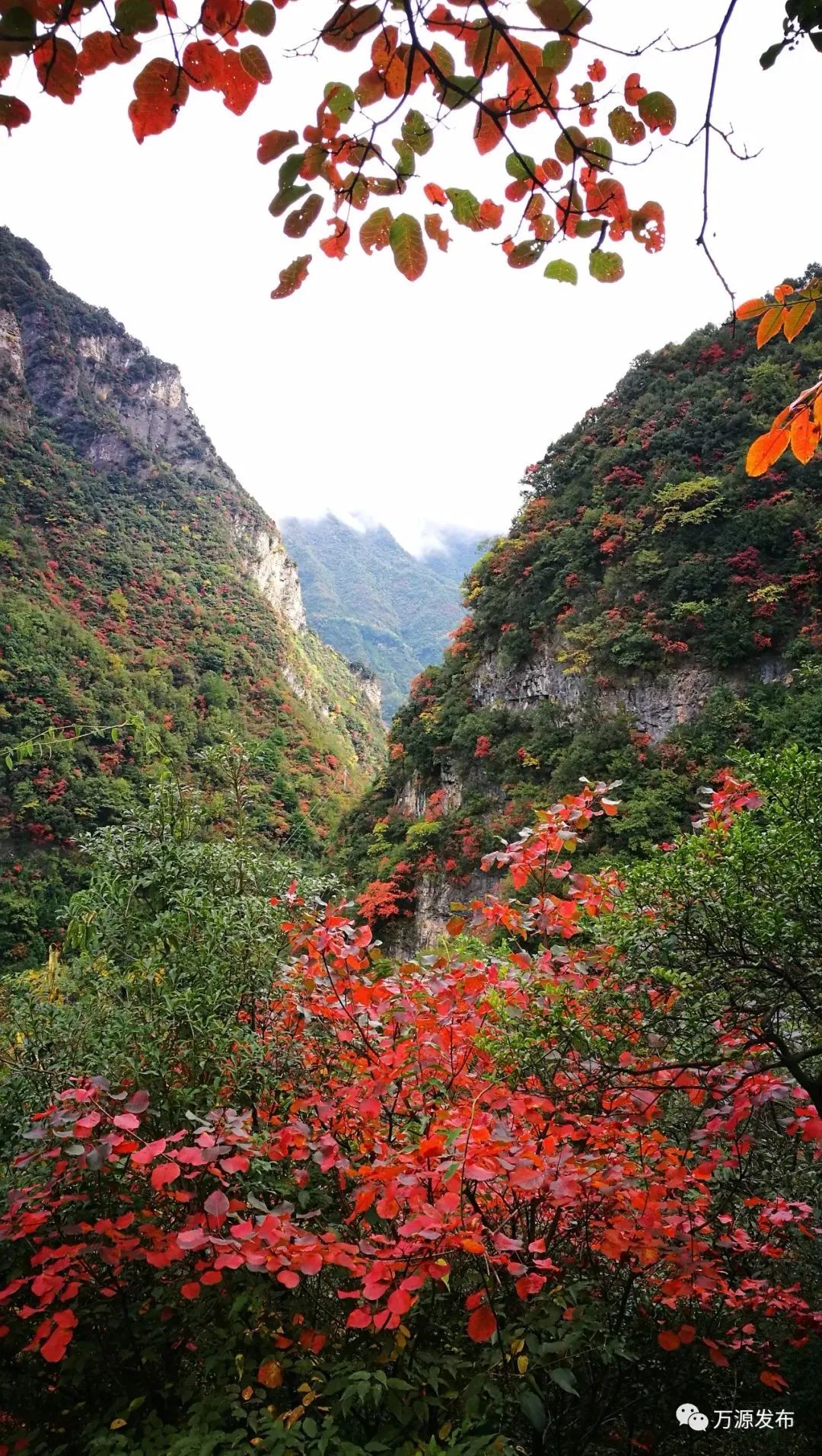 看万山红遍层林,看漫山红遍层林尽染国画