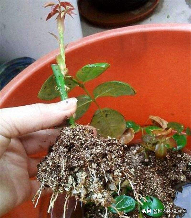 红双喜月季是扦插好还是嫁接好,藤本月季嫁接的好还是扦插的好