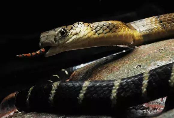 黄埔街坊家中深夜潜入1米长眼镜蛇，这三个捕蛇误区必须记住